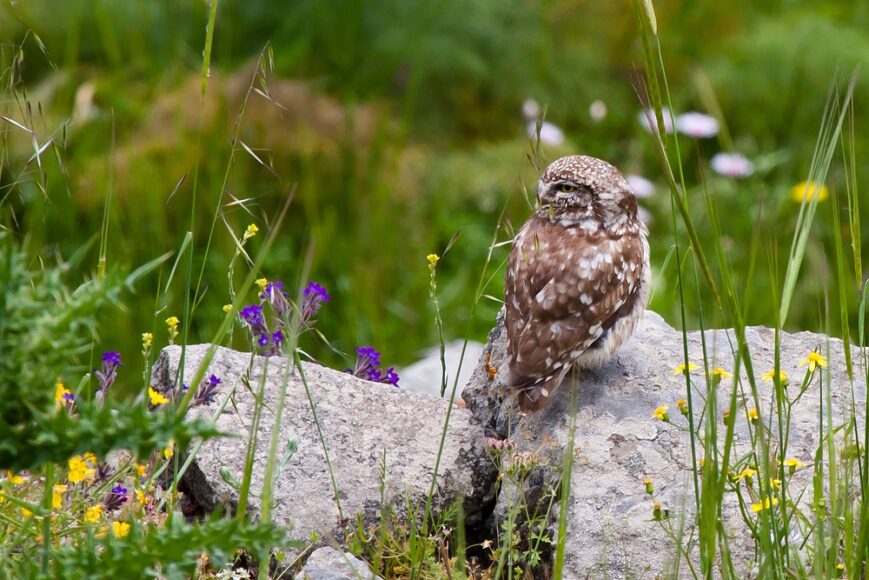 Steenuil, Owl